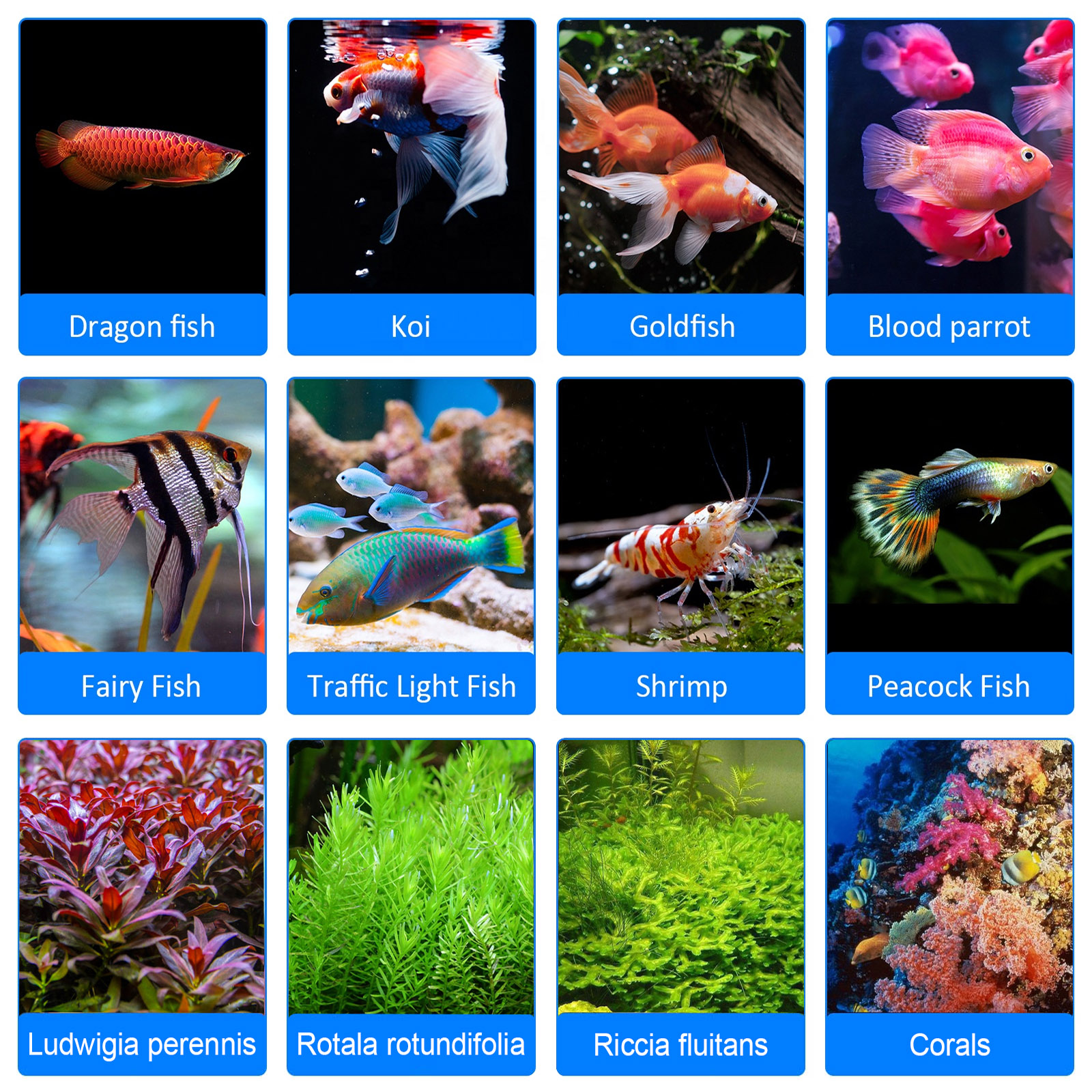 8H 10H 12H Timer Panel Reef Ma - Aquarium Blue Marine Reef 리뷰 및 가격